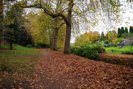 公园，叶子，路径，景观，秋季