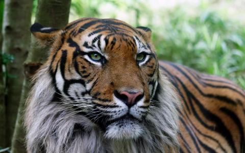 老虎，重要的眼睛，灰色的鬃毛