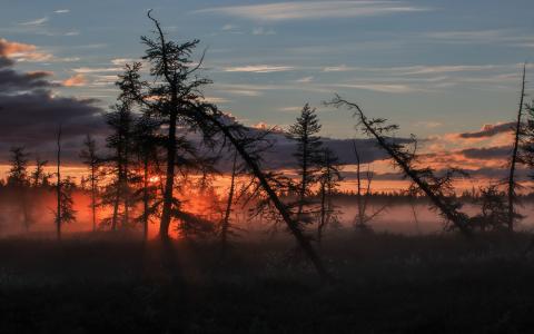 早晨，黎明，沼泽，雾，树木，枯木