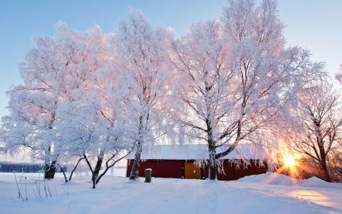 冬天，性质，树木，白霜