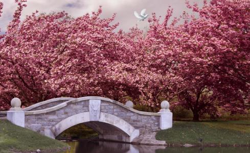 桥，春天，公园，树木，绽放