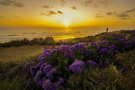 性质，加利福尼亚州，海洋，海岸，日落，晚上，鲜花