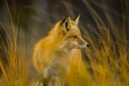 狐狸，美女，草