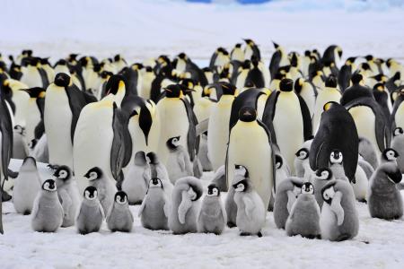 企鹅，大，小，家庭