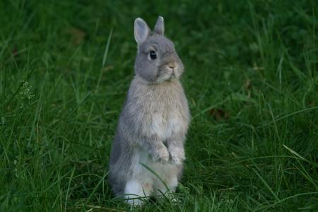 兔子，耳朵，搞笑，草