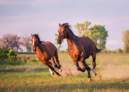马，跑步，动物