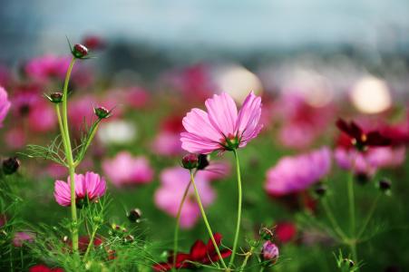 草，粉红色，花瓣，波斯菊，鲜花，明亮
