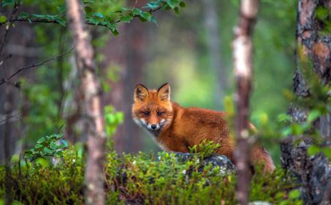 狐狸，红色，森林，树木