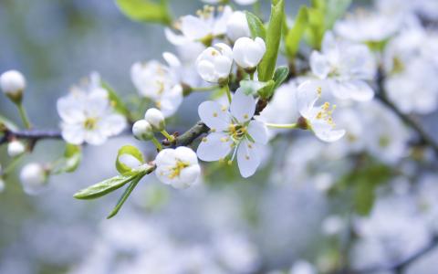 春天，鲜花，分支，苹果树