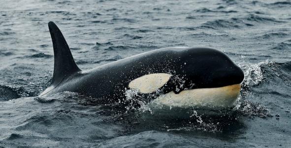虎鲸，鲸鱼杀手，哺乳动物，捕食者，海洋，雨，美丽，鲸鱼