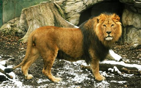 国王，看，尾巴，野兽，狮子，鬃毛