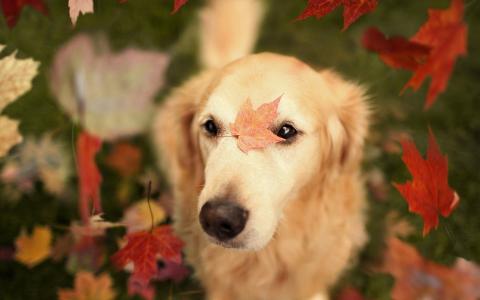 秋天，狗，叶子