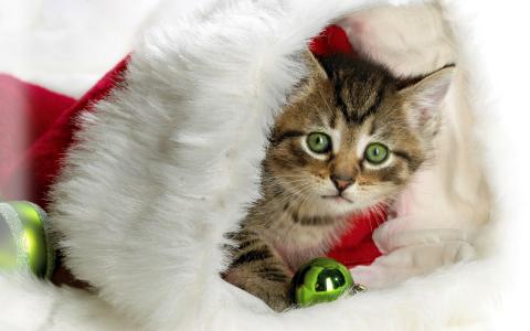 新的一年，玩具，圣诞节，帽子，小猫