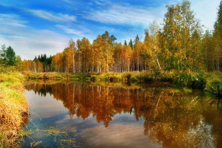 森林，性质，秋季，水，思考