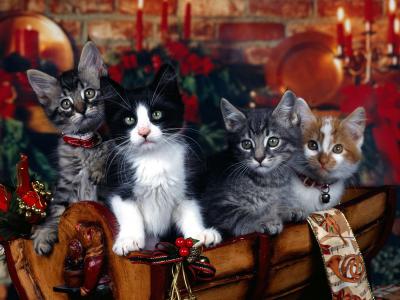 动物，小猫，圣诞节
