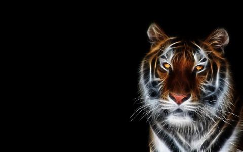老虎，艺术，photoshop，黑暗的背景，3D，3D，捕食者，幻想