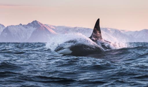 鲸鱼，鲸鱼杀手，虎鲸，超级照片，性质，飞行，美丽