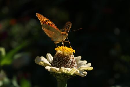 蝴蝶，花，夏天