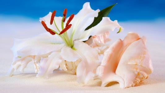鲜花，百合，贝壳，海