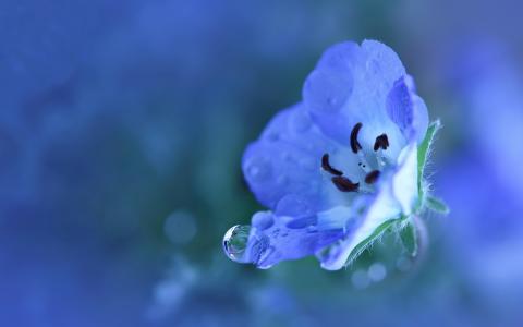 小，蓝色，蓝色，花瓣，植物，花卉
