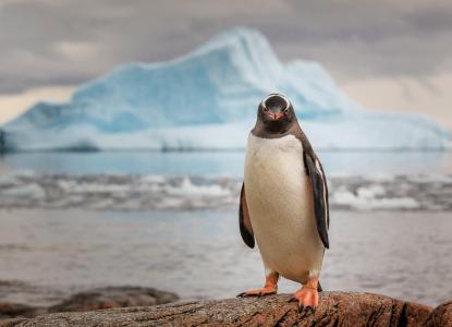 企鹅，南极洲，冰