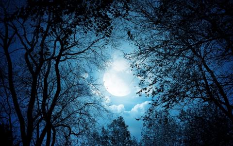 树木，月亮，夜晚