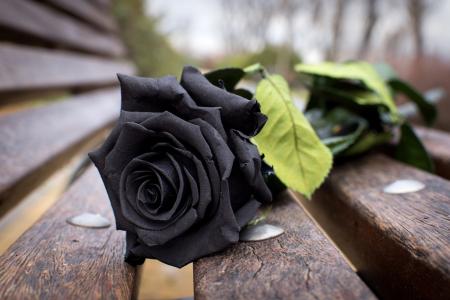 玫瑰，花，宏，芽，黑色，板凳