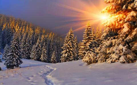 树，路，冬天，森林，天空，自然，雪，太阳，宽屏