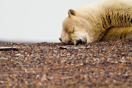 休息，肮脏，睡着了，白色，卵石，熊，熊