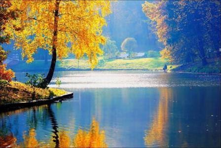 水，树木，黄色的树叶，秋天，反思