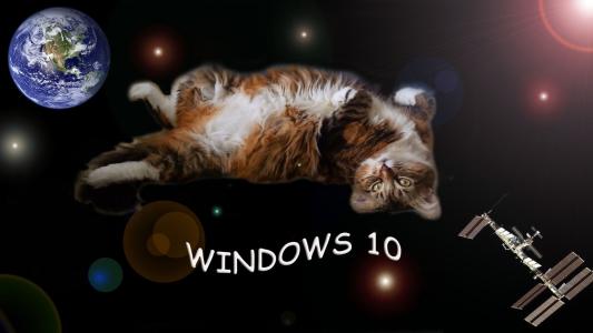 窗户10，猫