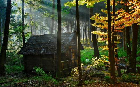 森林，秋季，光线，太阳，房子