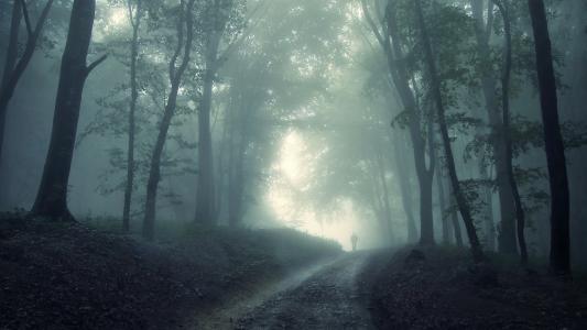 雾，森林，神秘主义