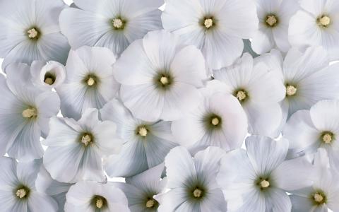 laveter，鲜花，背景，白色的花朵