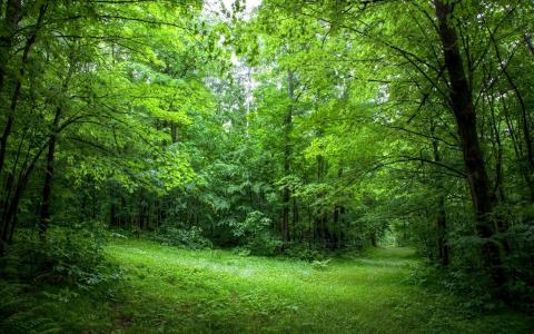 森林，绿色，树木，自然