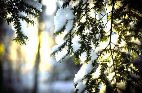 雪，冬天，圣诞树，针，太阳