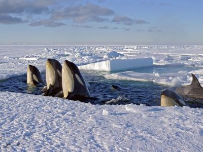 虎鲸，掠食性动物，鲸鱼，鲸鱼，冬天，冰，空气