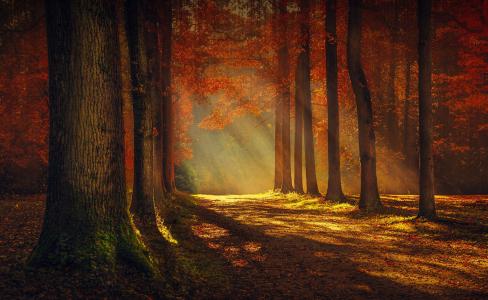性质，秋季，森林，公园，树木，道路，叶子，光