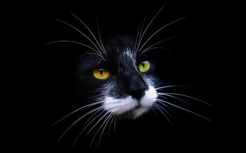 猫，黑色背景，捕食者
