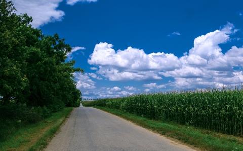 玉米，树，路，篱笆，绿色，路径，草