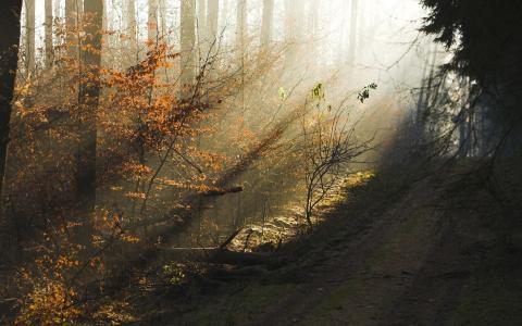 秋天，树木，森林，阴霾，早上，光线