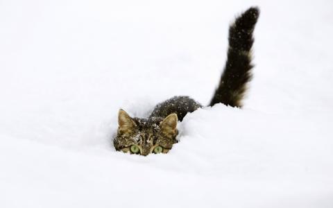 猫在雪地里，绿色的眼睛