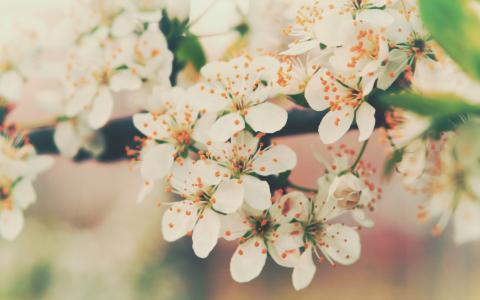 春天，性质，宏观照片，主题，盛开，樱桃