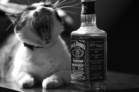 威士忌，猫，黑色和白色，杰克丹尼尔斯，酒精，嘴巴
