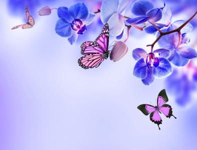 兰花，蝴蝶，鲜花