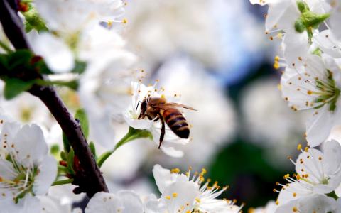 蜜蜂，昆虫，分支机构，樱桃，白，鲜花，花瓣，盛开，春天，自然，美容