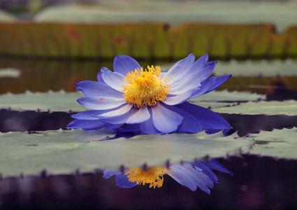 池塘，叶子，睡莲，莲花，蓝色，睡莲
