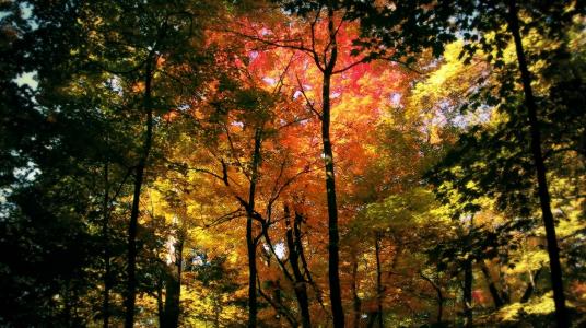 秋天的颜色，彩色的叶子，弯曲的冠