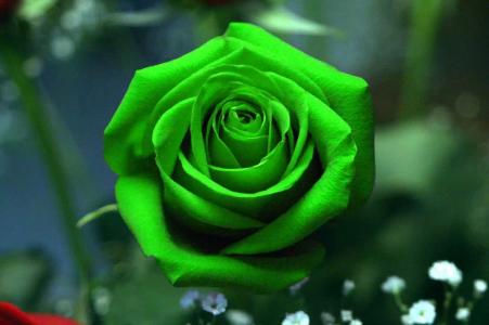 玫瑰，绿色