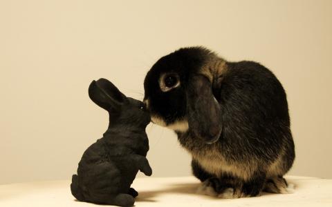 玩具，兔子，兔子